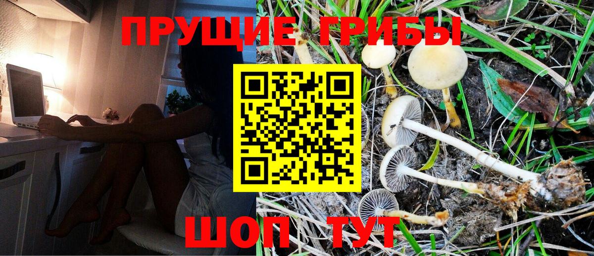 Галлюциногенные грибы Psilocybine cubensis Заволжье